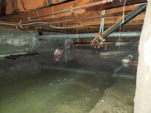 Best Local water damage restoration  in Edgemoor, DE